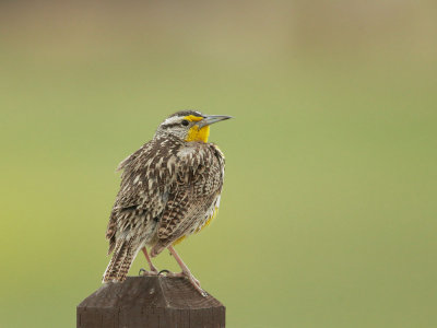 Western Meadowlark, singing male