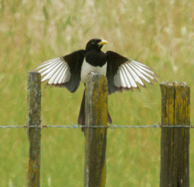 Yellow-billed Magpie