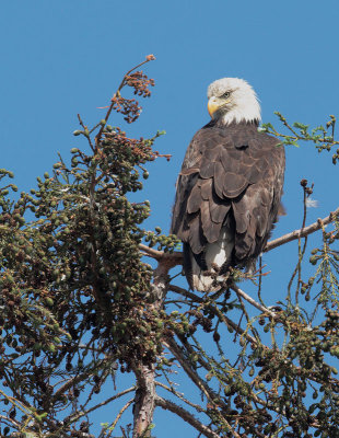Bald Eagle, female