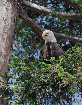 Bald Eagle, male