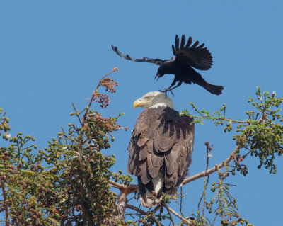 Bald Eagle, female, harassed  by American Crow