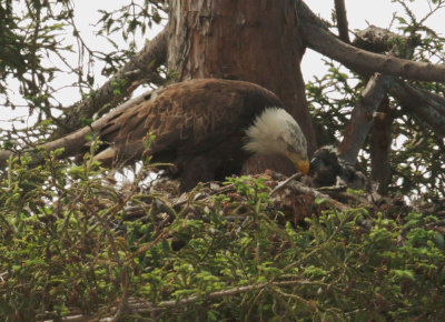 Bald Eagles, adult female feeding nestling