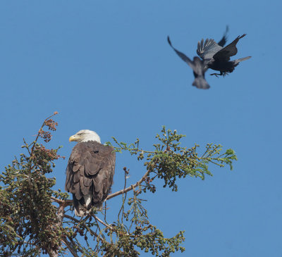 Bald Eagle, female, and American Crows