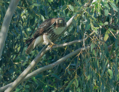 Red-tailed Hawk, juvenile