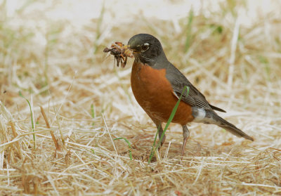 American Robin, carrying food to nest