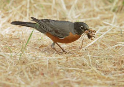 American Robin, carrying food to nest