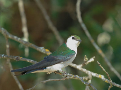 Violet-green Swallow, male
