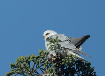 White-tailed Kite, adult near nest