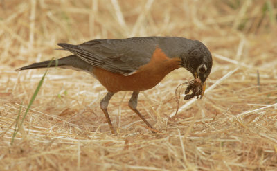 American Robin