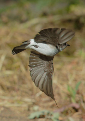 Violet-green(?) Swallow, flying