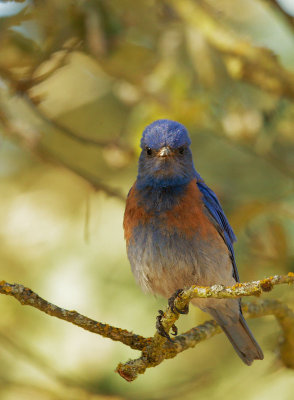 Western Bluebird, male