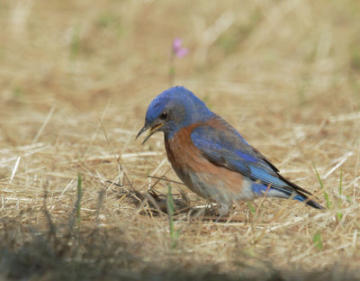 Western Bluebird, male foraging