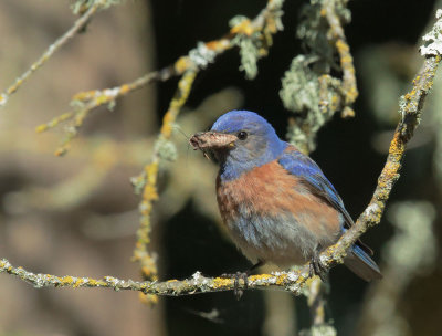 Western Bluebird, male with prey