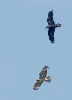 Common Raven and Red-tailed Hawk
