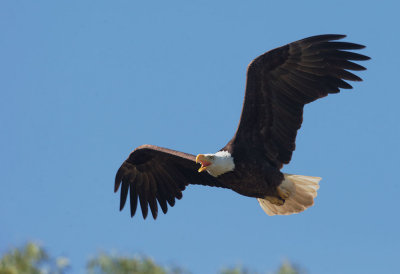 Bald Eagle  5/19/17