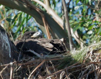 Bald Eagle, nestling 5/19/17