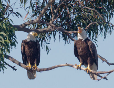 Bald Eagles, pair 5/19/17