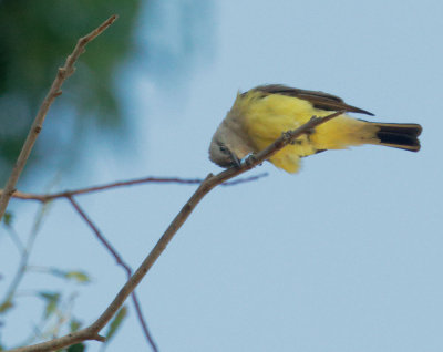 Western Kingbird