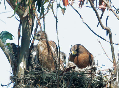 Red-shouldered Hawks, adult with two nestlings