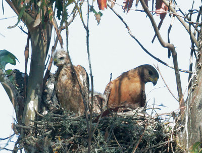Red-shouldered Hawks, adult with nestlings