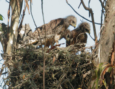 Red-shouldered Hawks, three nestlings