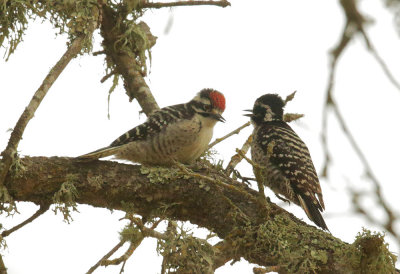 Nuttall's Woodpeckers, adult female and juvenile