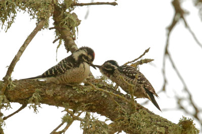 Nuttall's Woodpeckers, adult female and juvenile