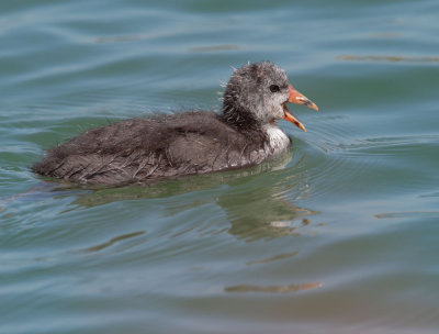 American Coot, chick