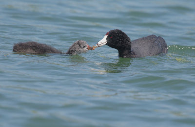 American Coots, adult feeding chick