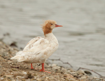Common Merganser, leucistic female