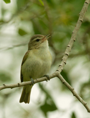 WarblingVireo28.jpg