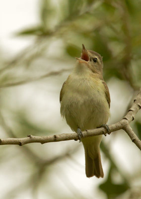 Warbling Vireo, singing