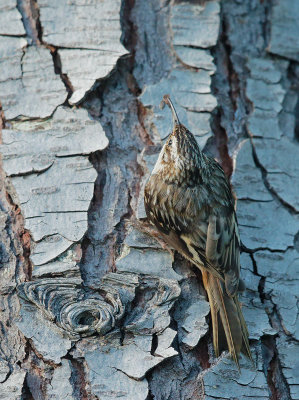 Brown Creeper, with prey