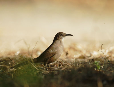 California Thrasher