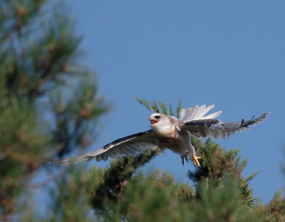 White-tailed Kite, fledgling