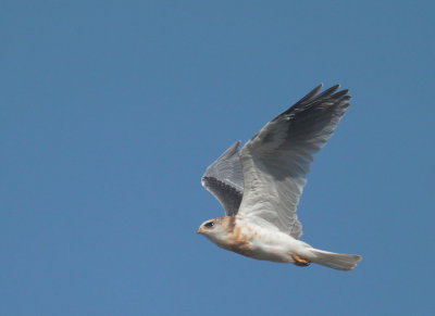 White-tailed Kite, fledgling in flight