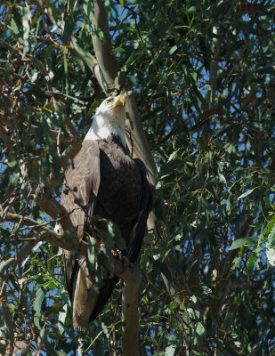 Bald Eagle