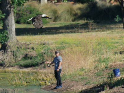 Bald Eagle