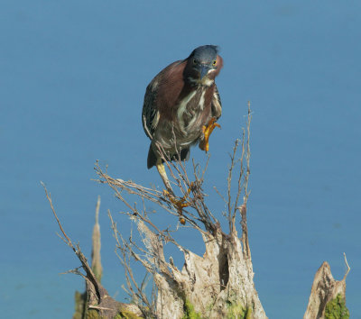 Green Heron