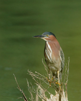 Green Heron