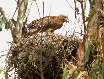 Red-shouldered Hawk, juvenile