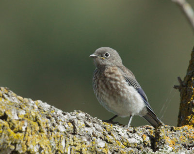 Western Bluebird, juvenile