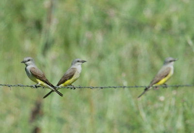 Western Kingbirds, three on a wire