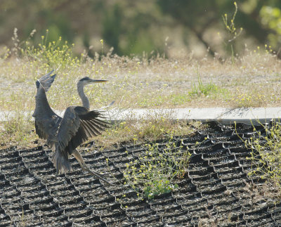 Great Blue Heron, juvenile