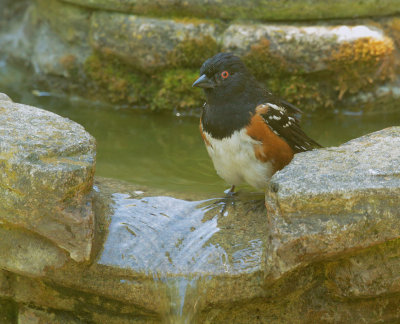 Spotted Towhee, male