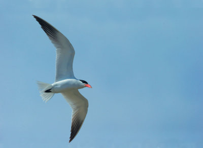 Caspian Tern