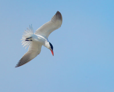 Caspian Tern