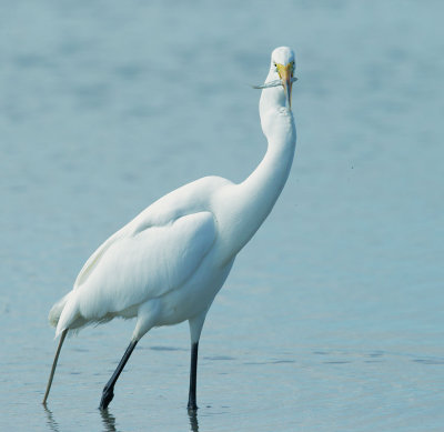 Great Egret, with fish
