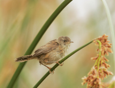 Marsh Wren, juvenile