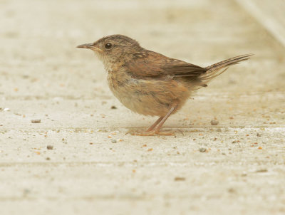 Marsh Wren, juvenile